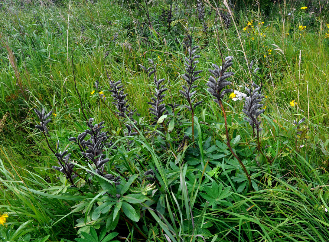 Изображение особи Lupinus polyphyllus.