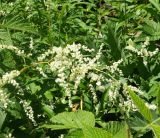 Aconogonon alpinum. Побеги с соцветиями. Карачаево-Черкесия, Карачаевский р-н, окр. пос. Домбай, ущелье р. Аманауз, луг на каменистом склоне. 28.08.2019.