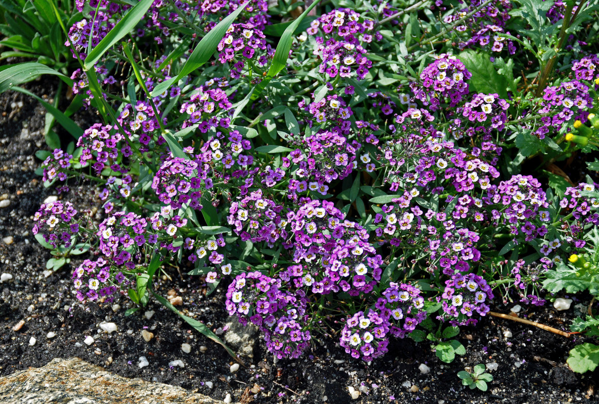 Image of Lobularia maritima specimen.