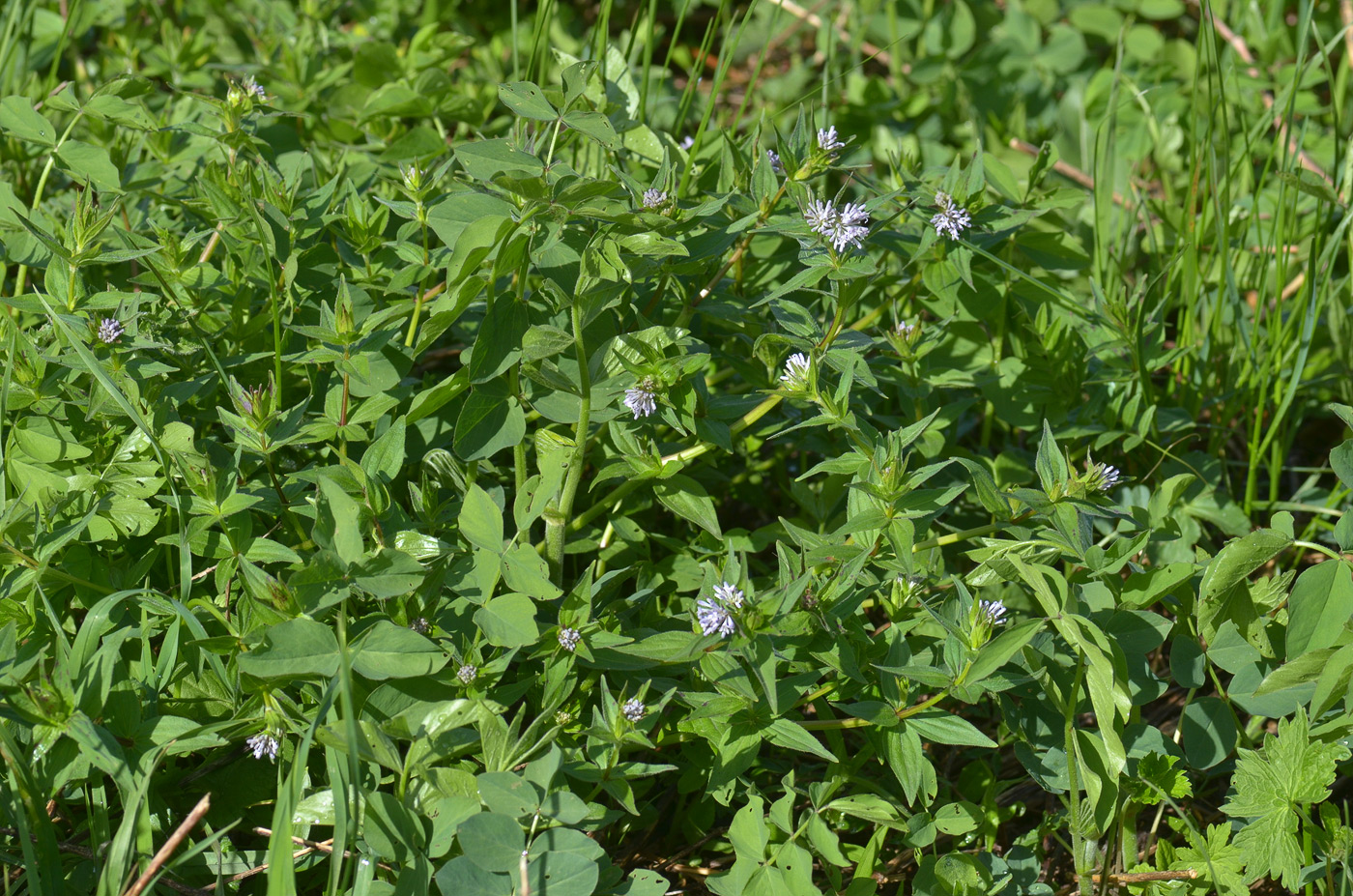 Image of Asperula caucasica specimen.