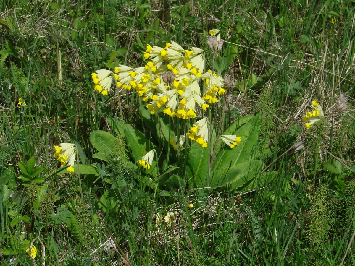 Image of Primula macrocalyx specimen.