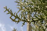 Euphorbia stenoclada. Верхушки веточек. Израиль, Шарон, г. Тель-Авив, ботанический сад университета. 22.10.2018.