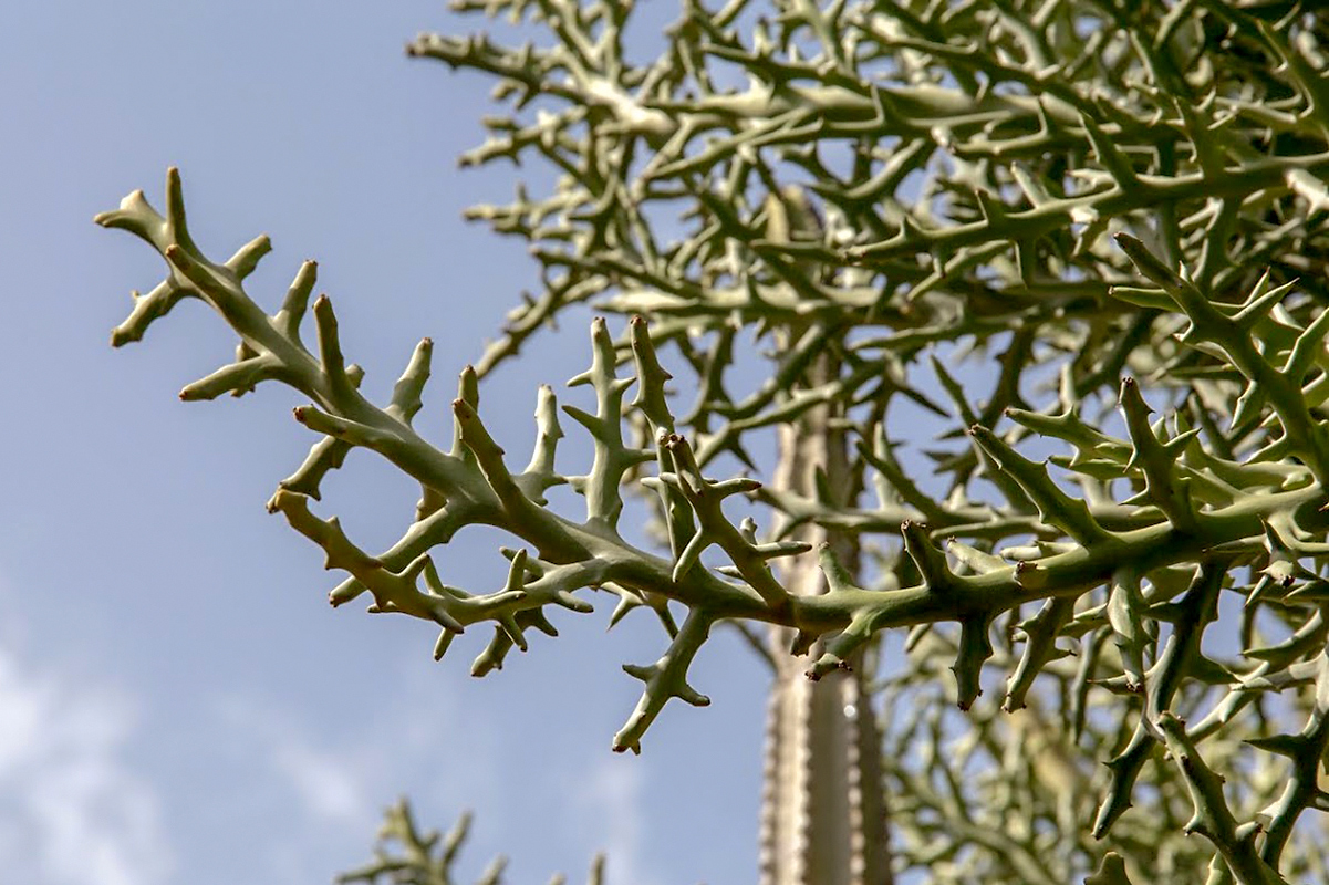 Изображение особи Euphorbia stenoclada.