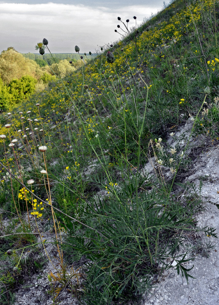 Изображение особи Rhaponticoides ruthenica.