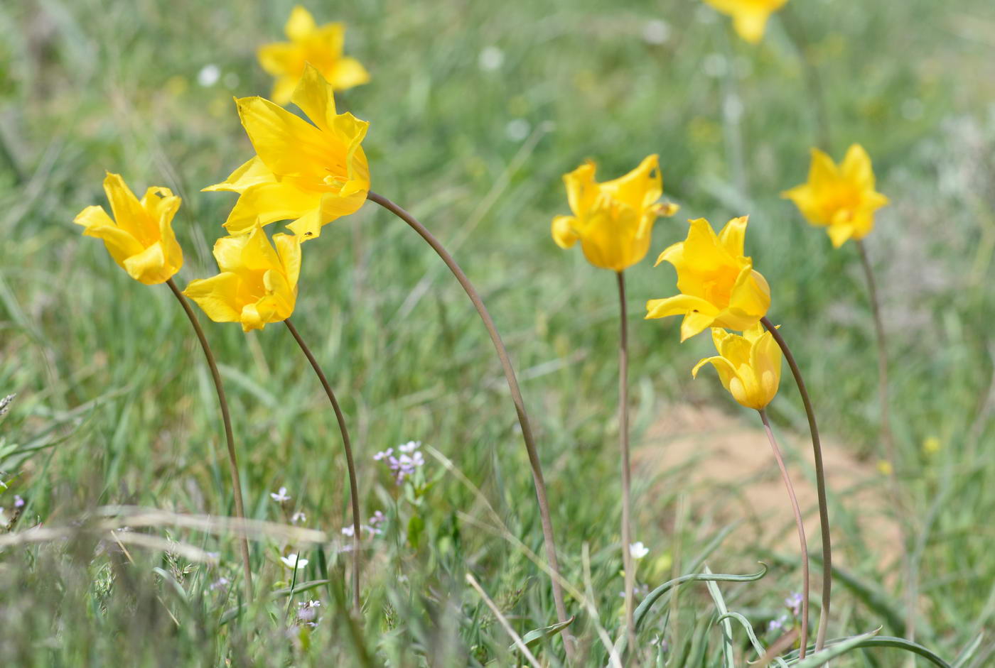 Image of Tulipa kolpakowskiana specimen.