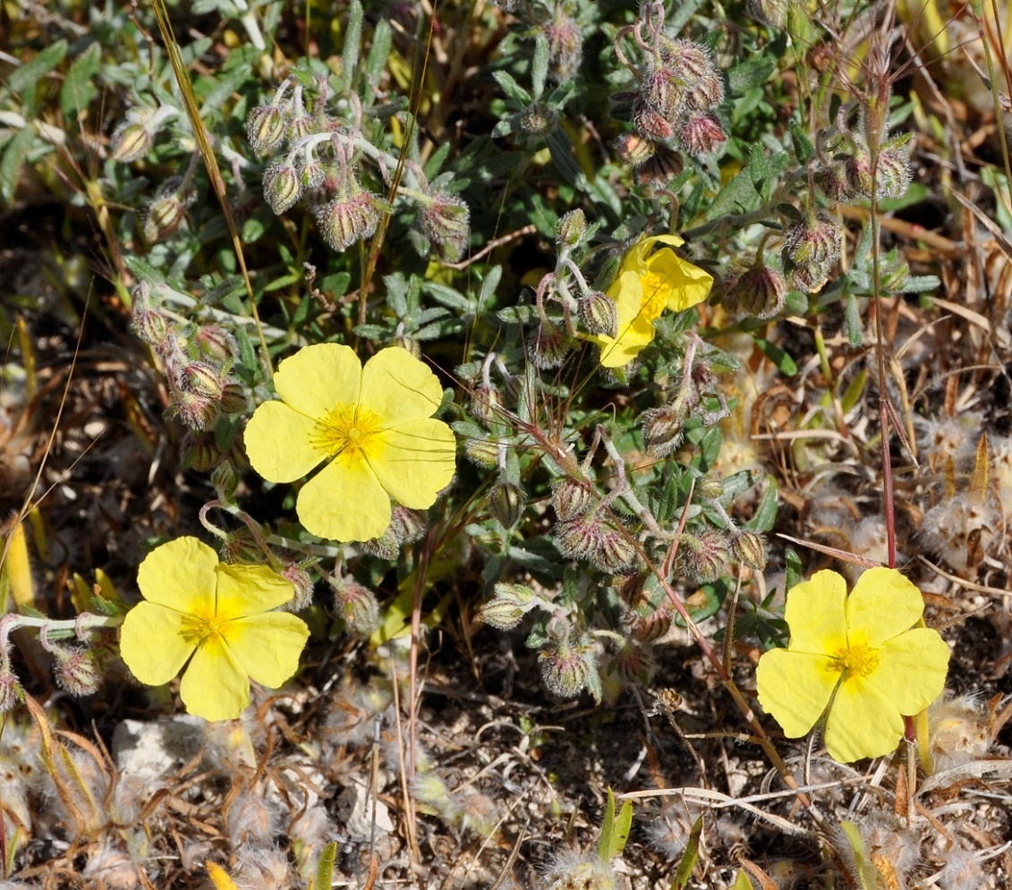 Image of Fumana arabica specimen.