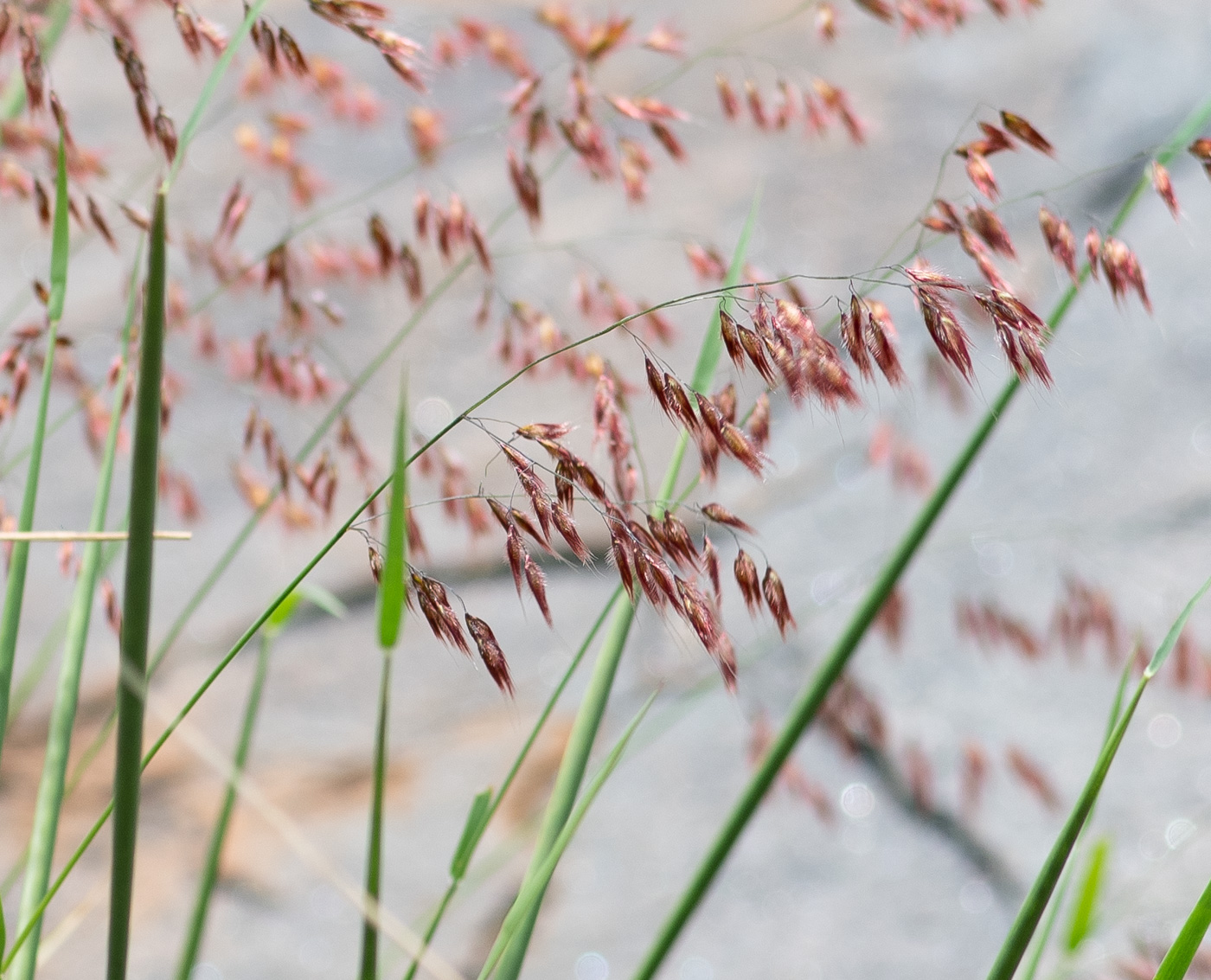 Изображение особи Melinis repens.