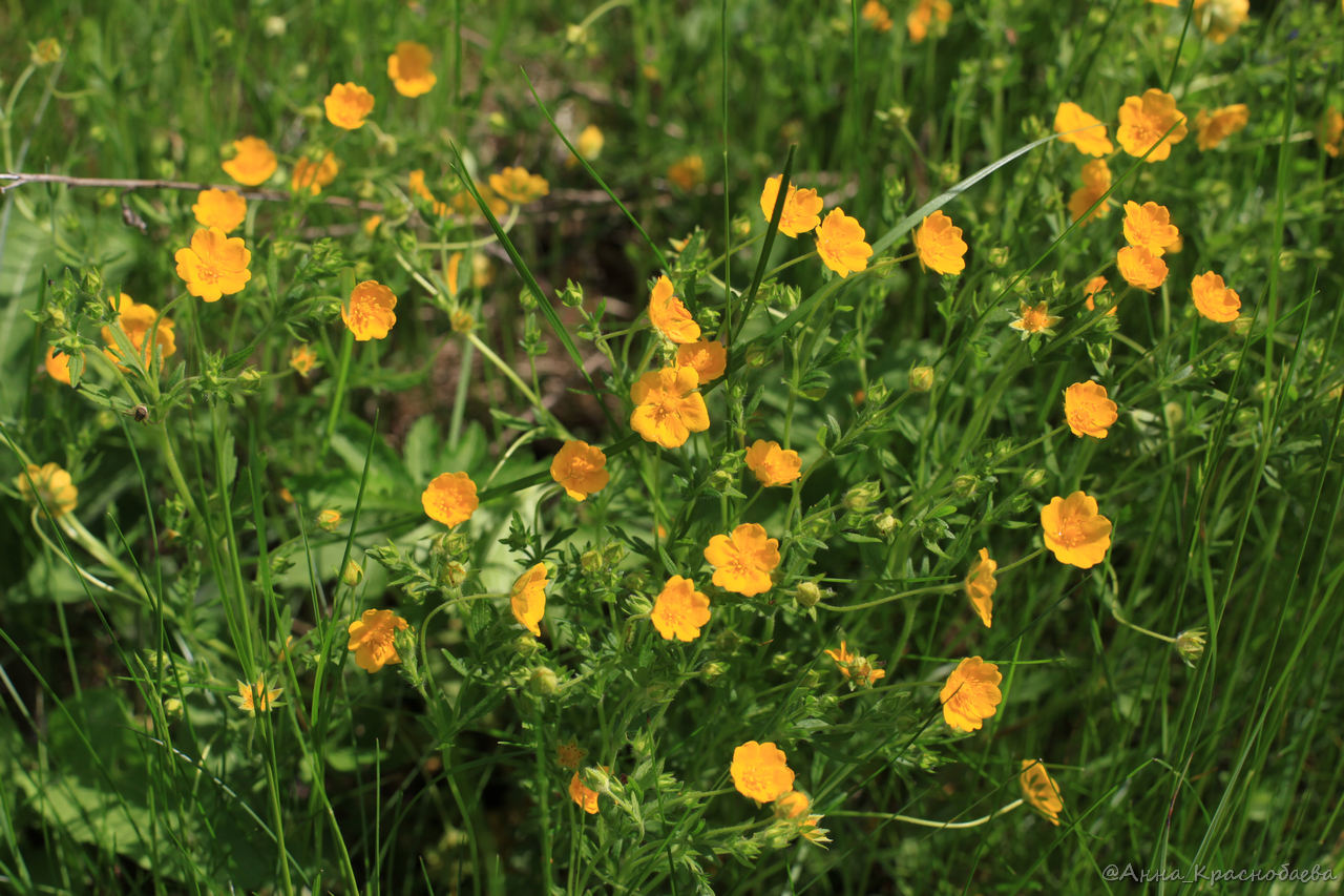 Image of Potentilla heptaphylla specimen.