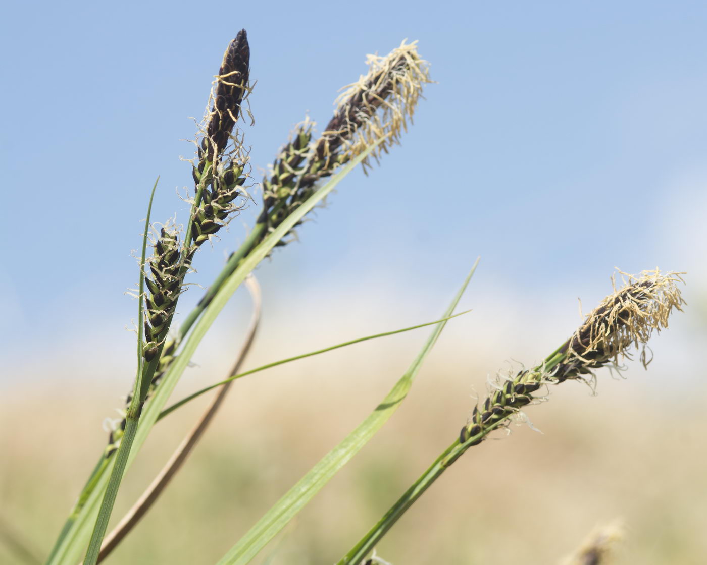 Image of genus Carex specimen.