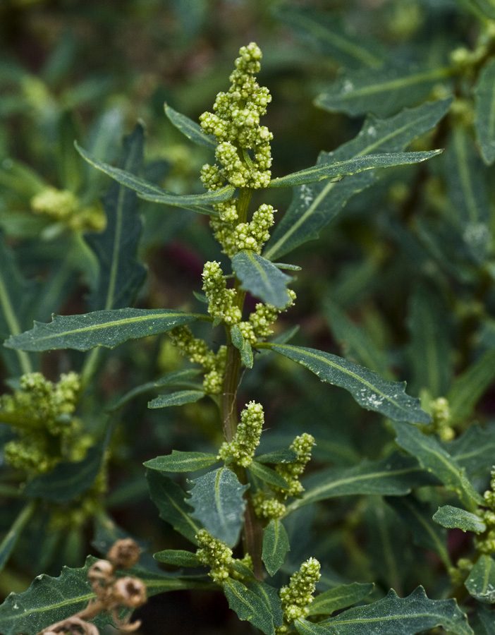 Image of Oxybasis glauca specimen.