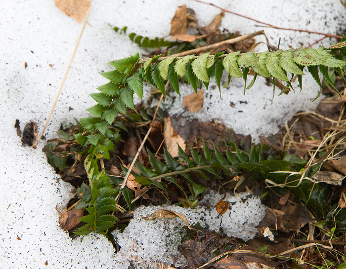 Image of Polystichum lonchitis specimen.