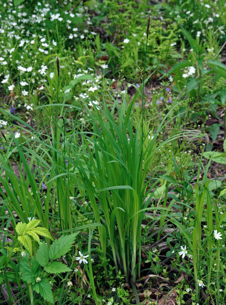 Изображение особи Carex pilosa.