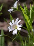 Stellaria holostea. Цветок с сидящим двукрылым насекомым. Ленинградская обл., Кингисеппский р-н, Кургальский п-ов, берег оз. Белое, сосновый лес. 23.05.2020.