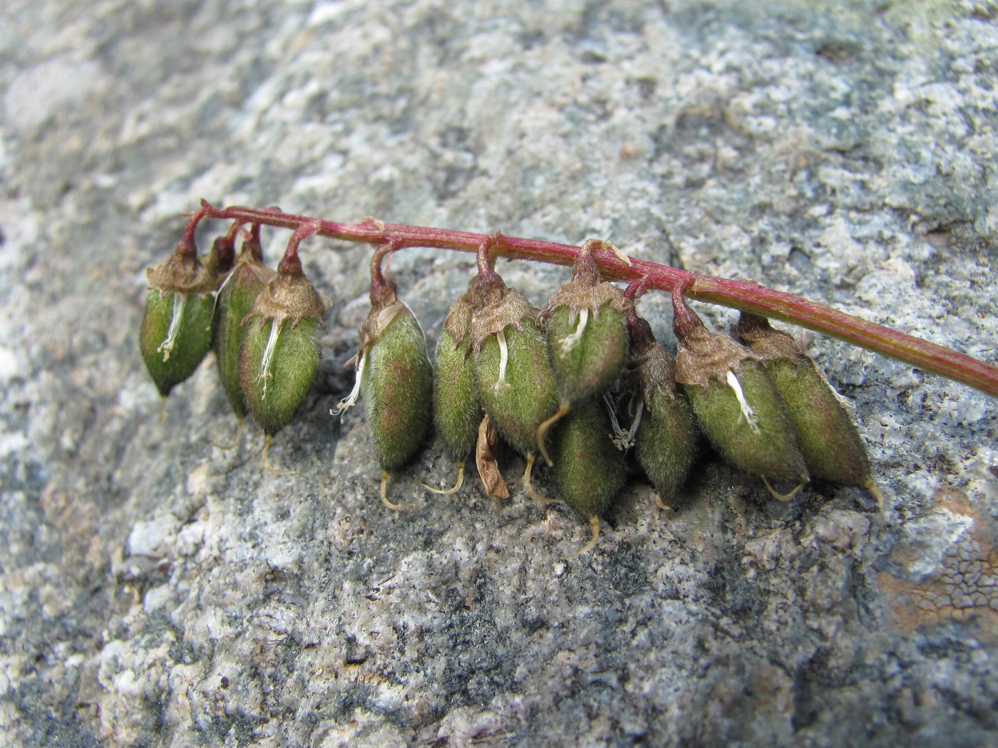 Image of Astragalus brachytropis specimen.