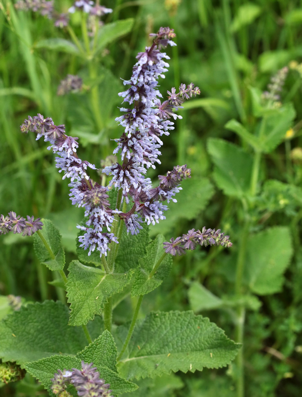 Изображение особи Salvia verticillata.