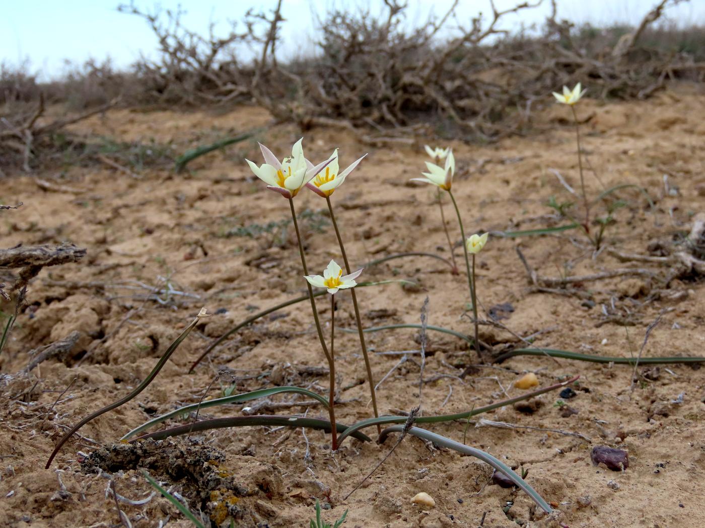 Изображение особи Tulipa buhseana.