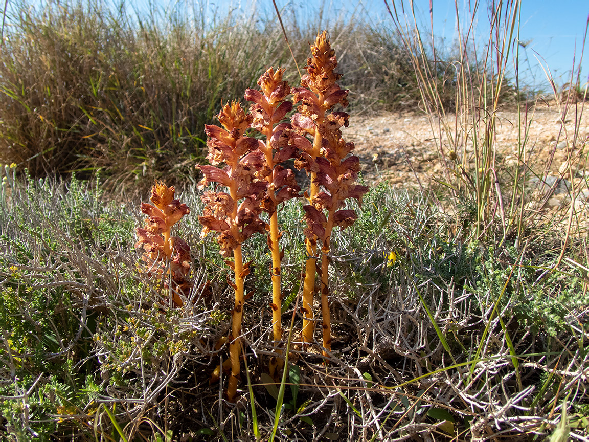 Изображение особи Orobanche alba.