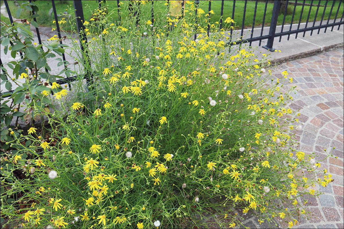 Image of Senecio inaequidens specimen.