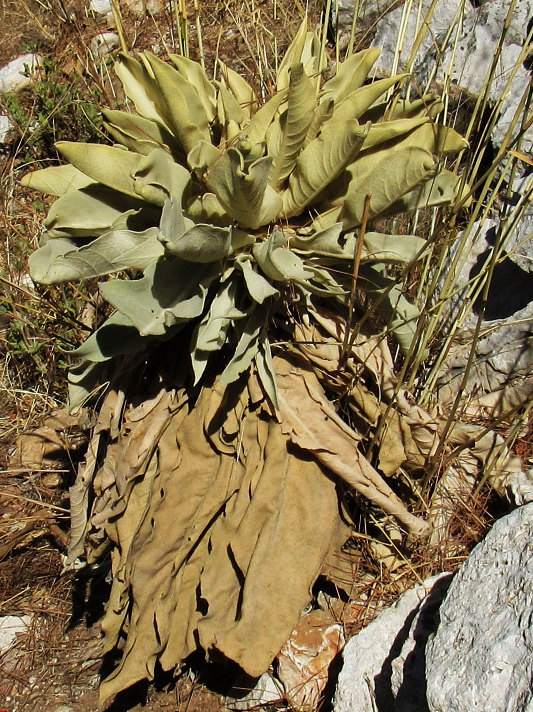 Изображение особи род Verbascum.