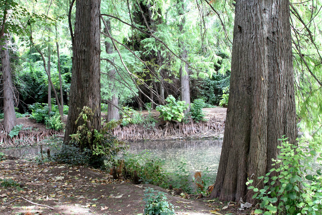 Image of Taxodium distichum specimen.