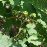 Rubus tauricus. Соплодие с незрелыми плодами. Крым, окр. пос. Никита, Никитская расселина, известняковая каменная россыпь с кустарниками. 14.07.2021.