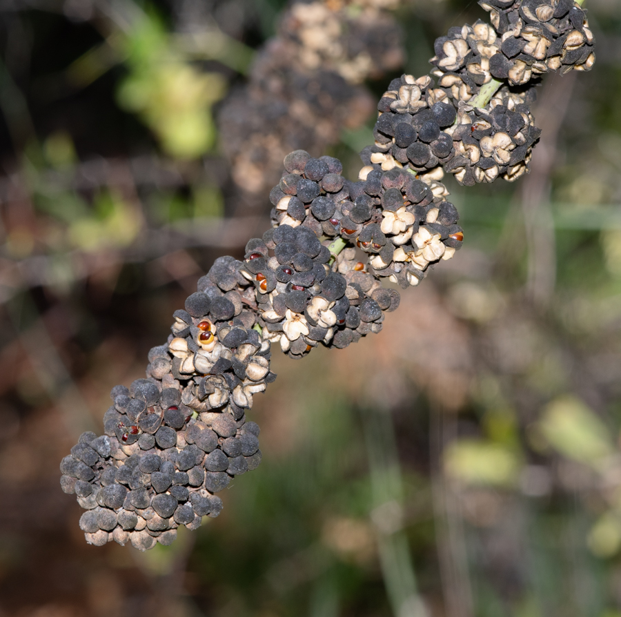 Image of Gymnosporia buxifolia specimen.