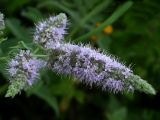 Mentha longifolia. Соцветие. Южный берег Крыма, берег ручья возле Понизовки. Август 2004 г.