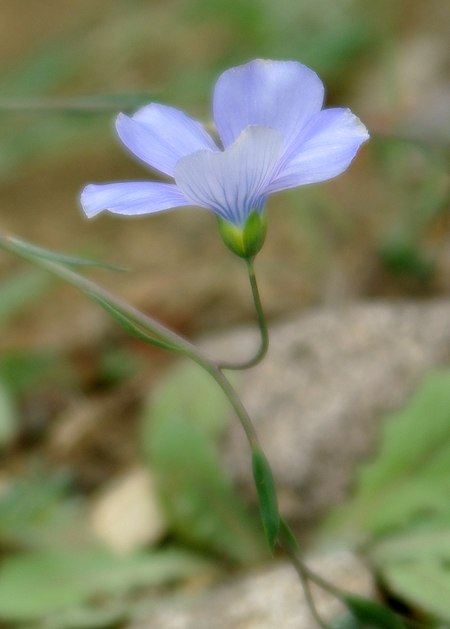 Image of Linum austriacum specimen.