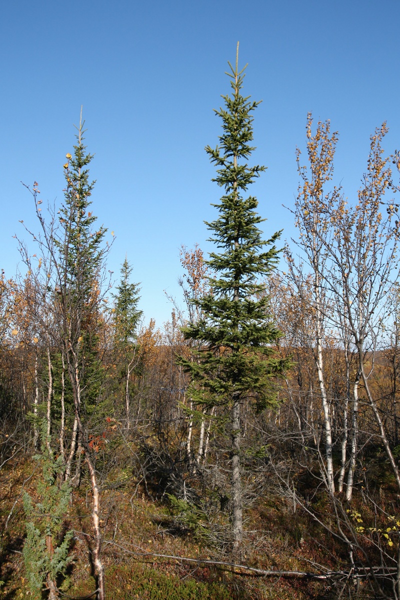 Image of Picea obovata specimen.