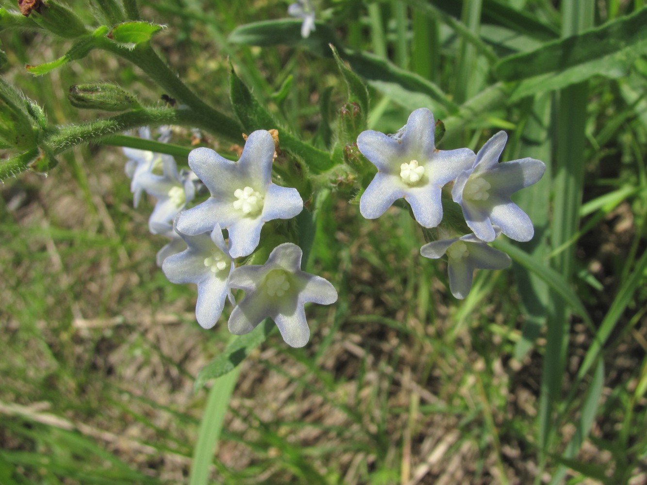 Изображение особи Anchusa ochroleuca.