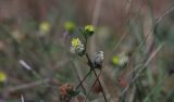 Trifolium karatavicum