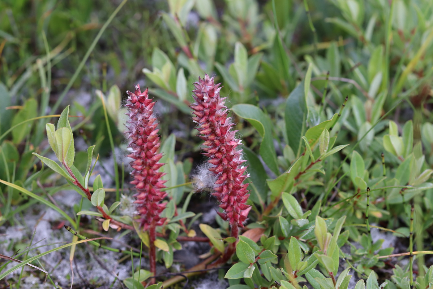 Image of Salix rectijulis specimen.