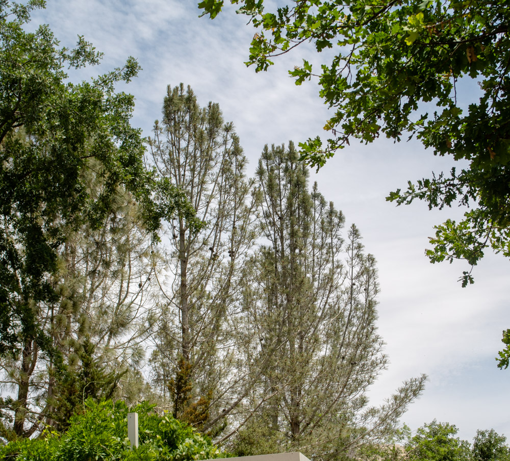 Image of Pinus torreyana specimen.