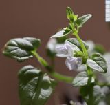 Scutellaria dependens