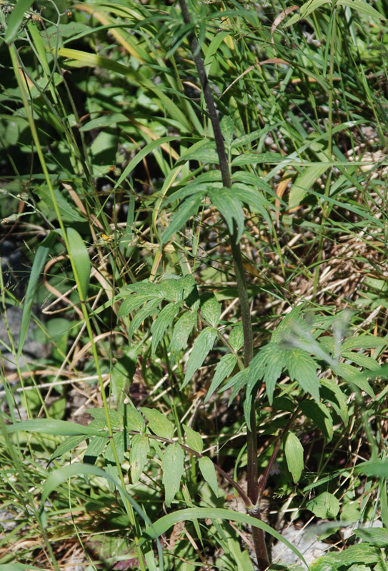 Image of genus Valeriana specimen.