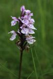 Dactylorhiza psychrophila