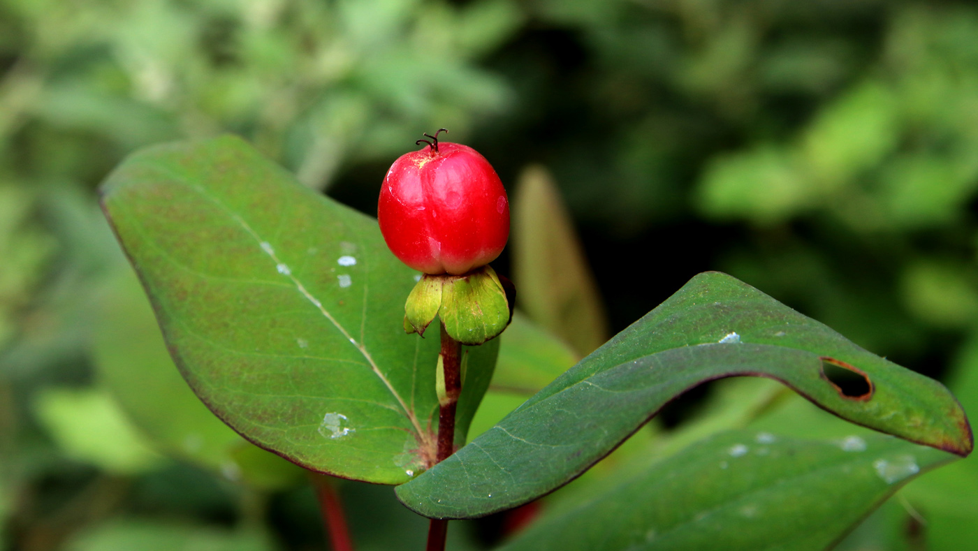 Image of Hypericum androsaemum specimen.