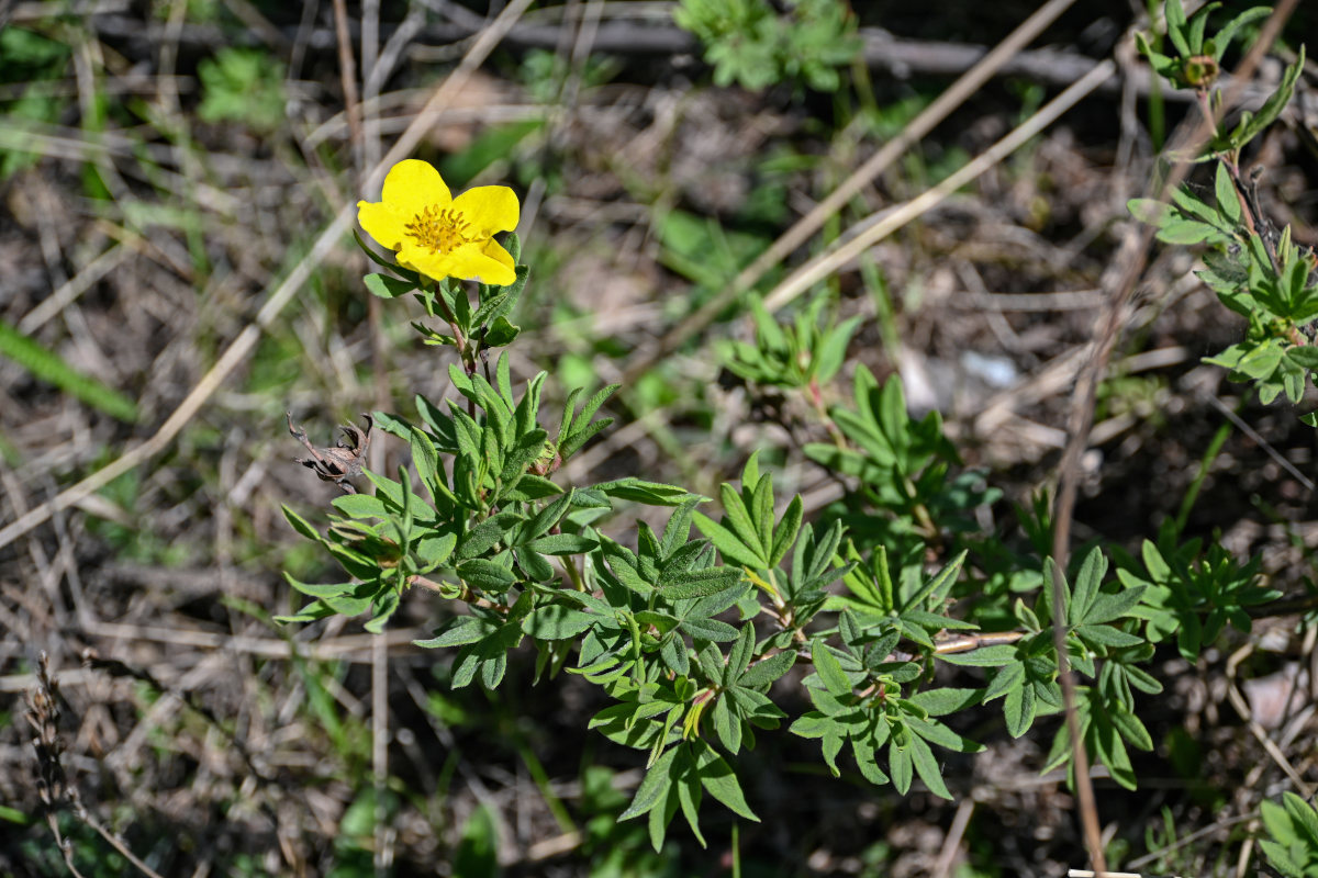 Image of Dasiphora fruticosa specimen.