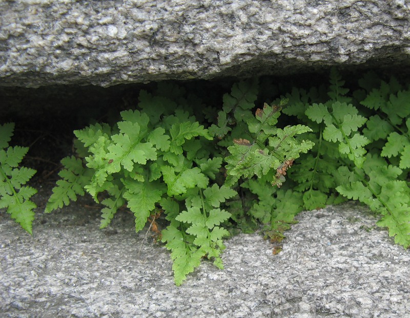 Image of Cystopteris fragilis specimen.