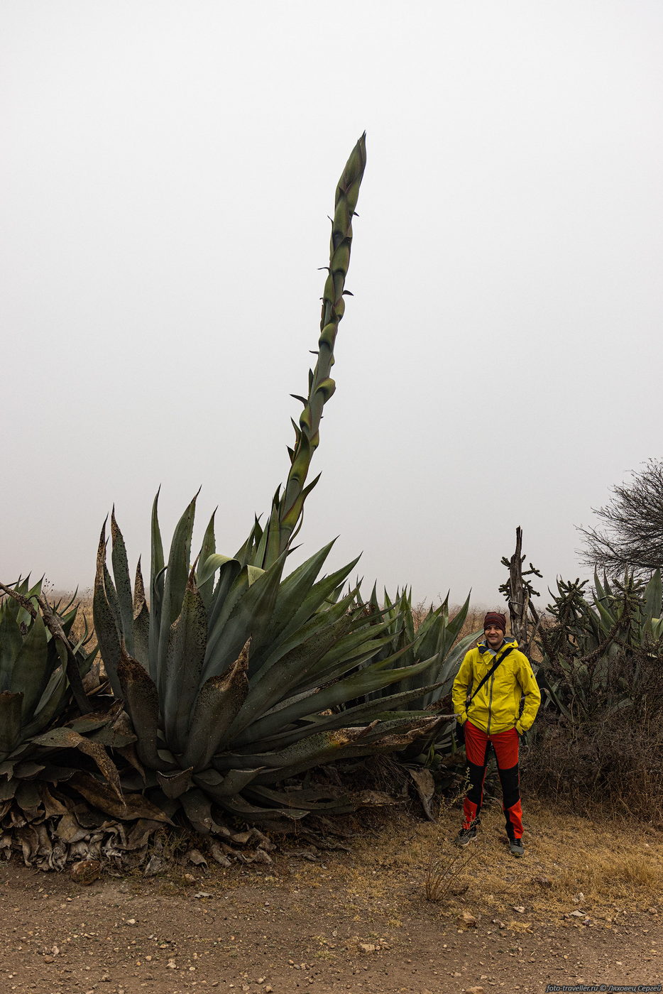 Image of Agave americana specimen.