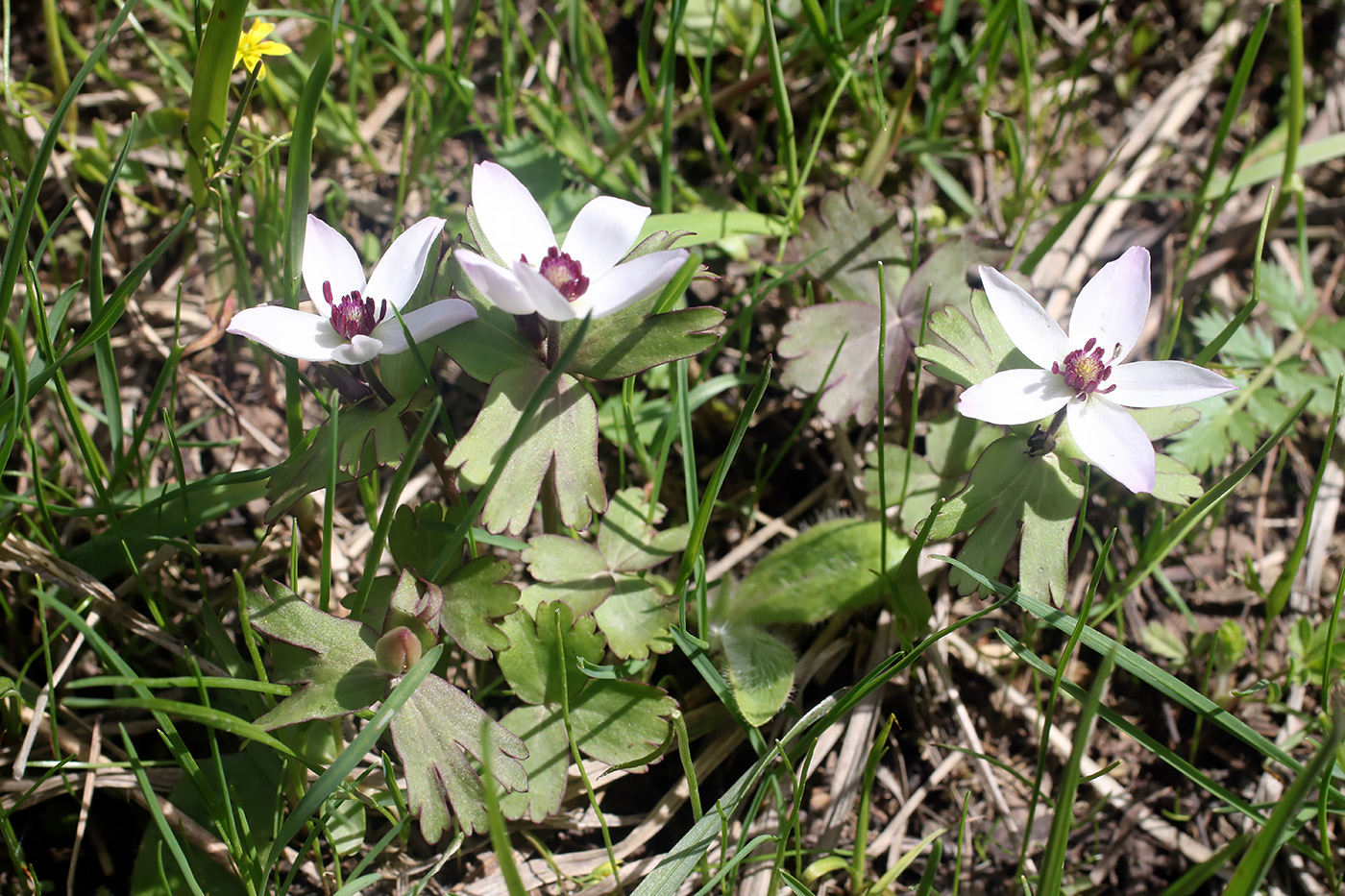 Изображение особи Anemone tschernaewii.