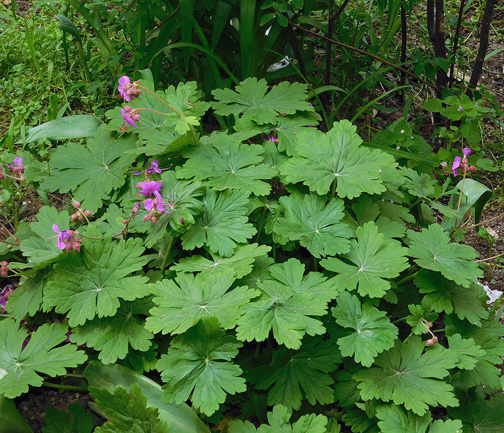 Image of Geranium macrorrhizum specimen.