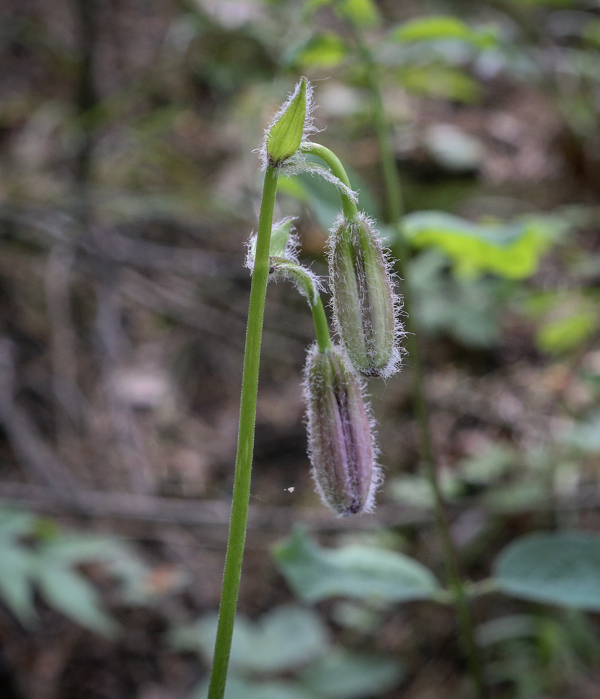 Image of Lilium pilosiusculum specimen.