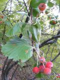 Sorbus tauricola. Ветвь с плодами. Южный Берег Крыма, гора Аю-Даг. 13 октября 2008 г.