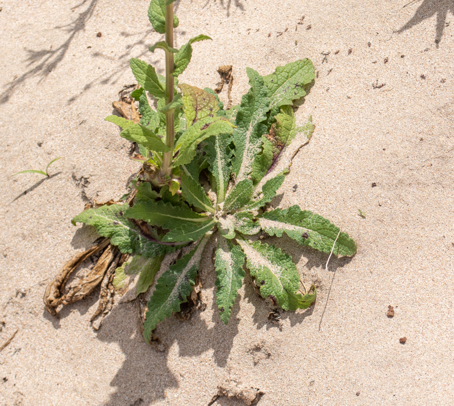 Изображение особи Verbascum virgatum.