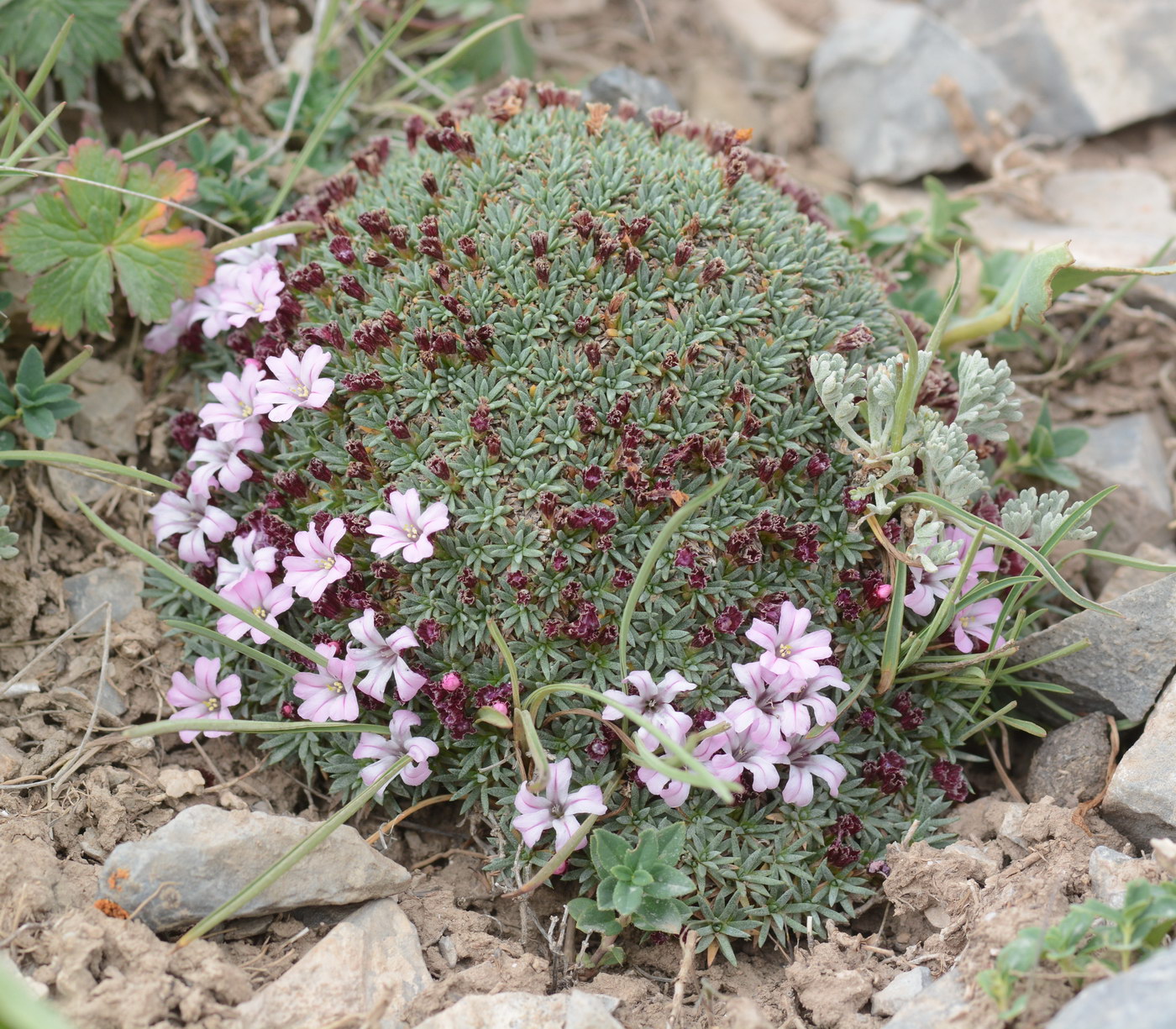 Изображение особи Acantholimon tianschanicum.