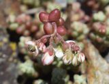 Sedum brevifolium. Верхушка побега с распускающимся соцветием. Испания, автономное сообщество Каталония, провинция Жирона, комарка Рипольес, муниципалитет Мольо, плато в окр. горного приюта les Saleres de Caderget (1720 м н.у.м), скальный выход на субальпийском лугу. 09.07.2023.