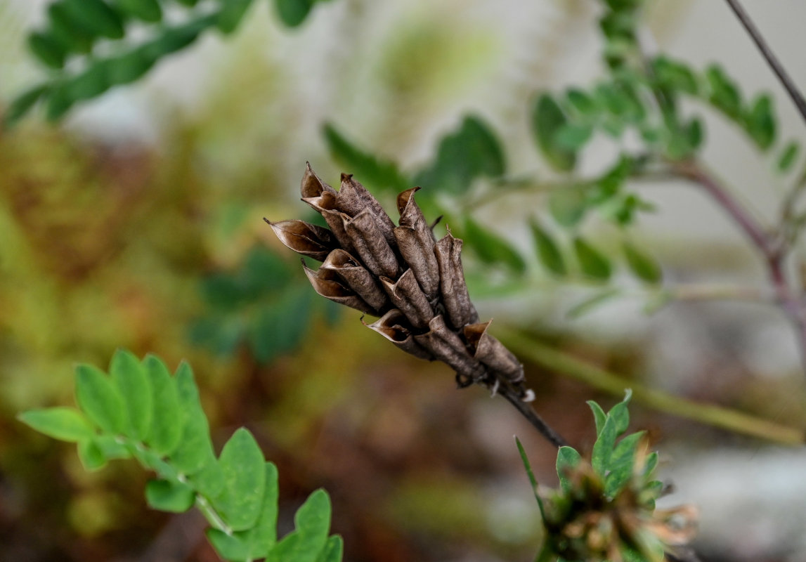 Изображение особи Astragalus schelichowii.