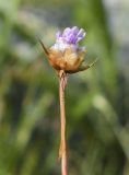 genus Armeria. Верхушка побега с распускающимся соцветием. Испания, автономное сообщество Каталония, провинция Жирона, комарка Рипольес, муниципалитет Сеткасес, долина р. Тер, нижняя часть склона южной экспозиции, ≈1600 м н.у.м., нарушенный участок лесной опушки на обочине дороги. 09.07.2023.