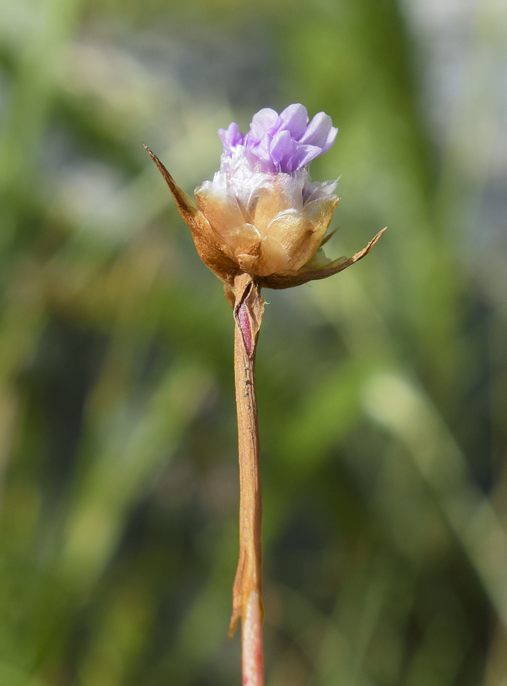 Изображение особи род Armeria.